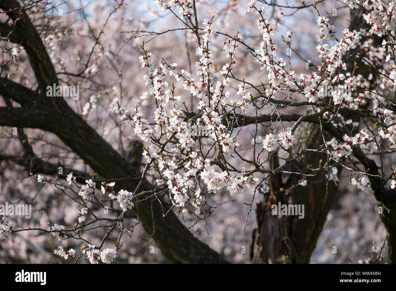Fleur d'abricot, de l'abricotier en fleur, abricots, Berg en Basse-Autriche, dans la région de culture Kittsee Burgenland, Autriche Banque D'Images