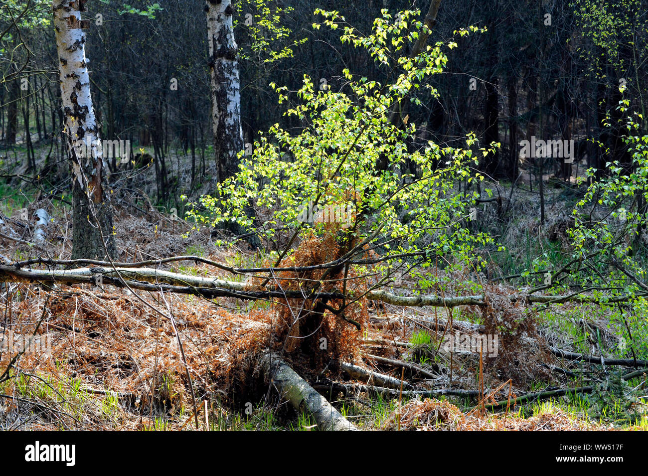 Forêt semi-naturelle, feuillage paysage forêt mixte avec des bouleaux, sous-bois et bois mort Banque D'Images