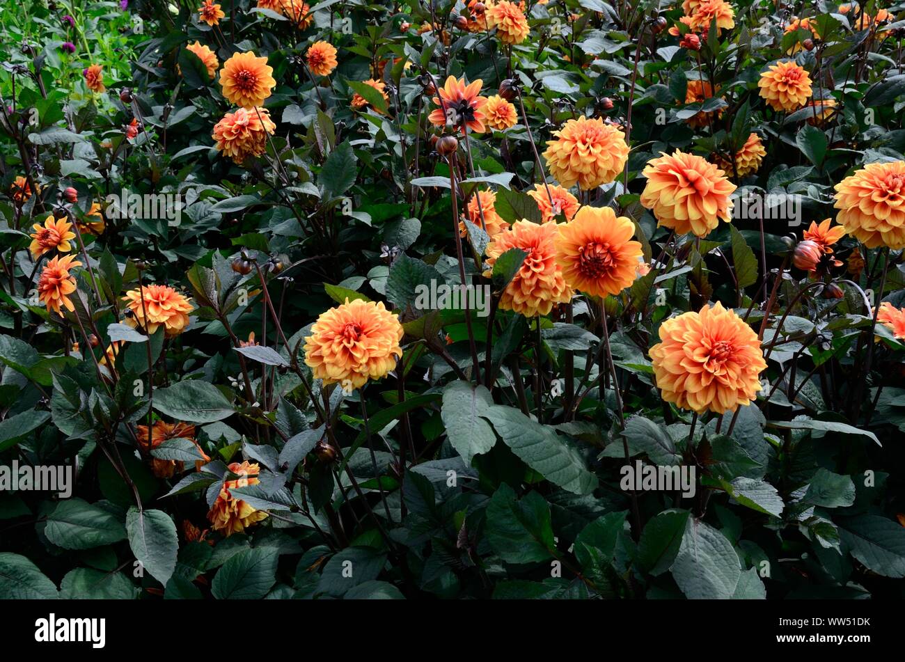Un patch de Dahlia David Howard double orange bronze fleurs retour allumé Banque D'Images