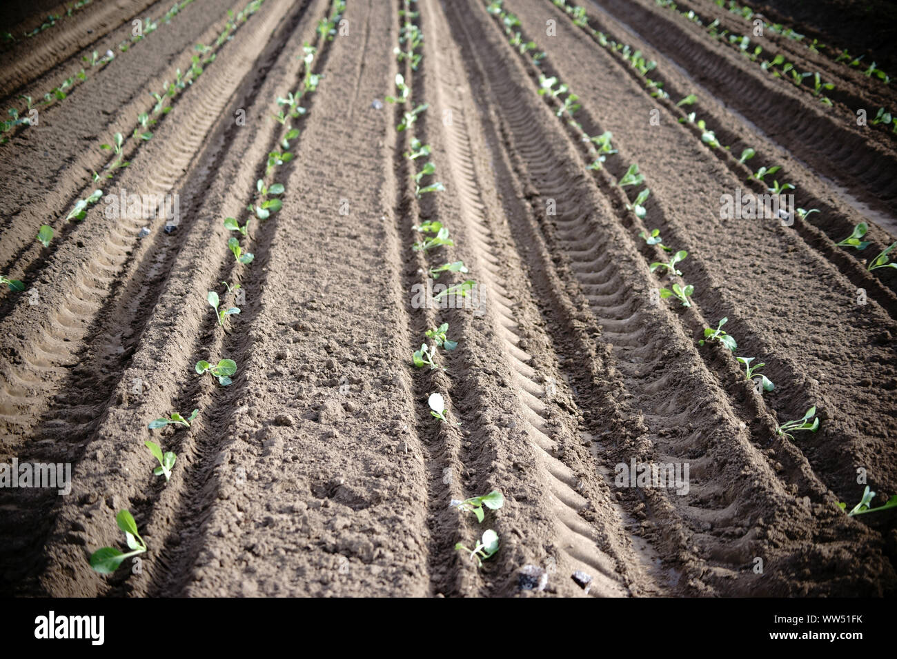 Les rainures des frais d'un nouveau champ de sillonnée au printemps avec du chou blanc, des semis plantés Banque D'Images