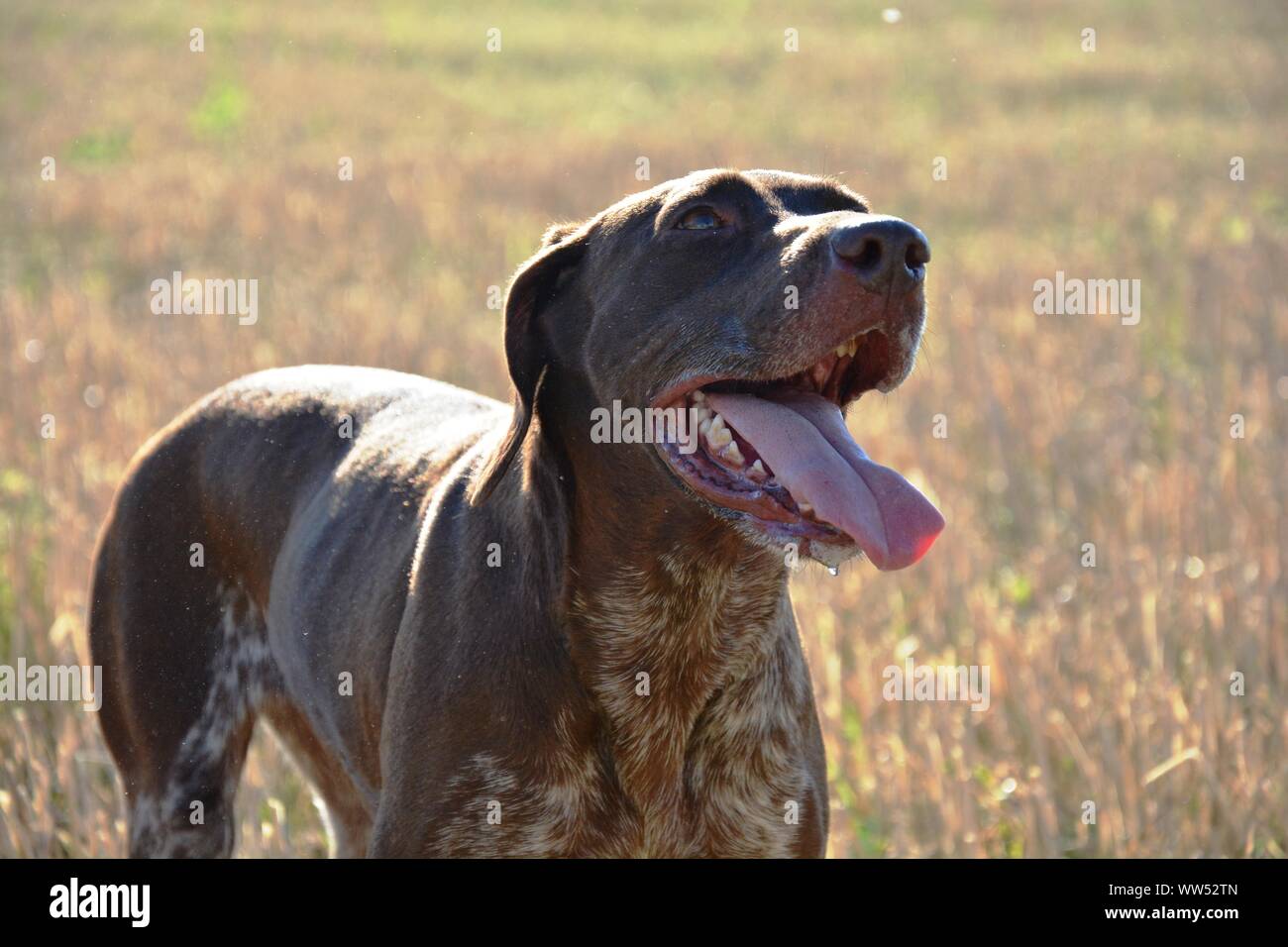 Chien de chasse avec la bouche ouverte et la langue dehors Banque D'Images