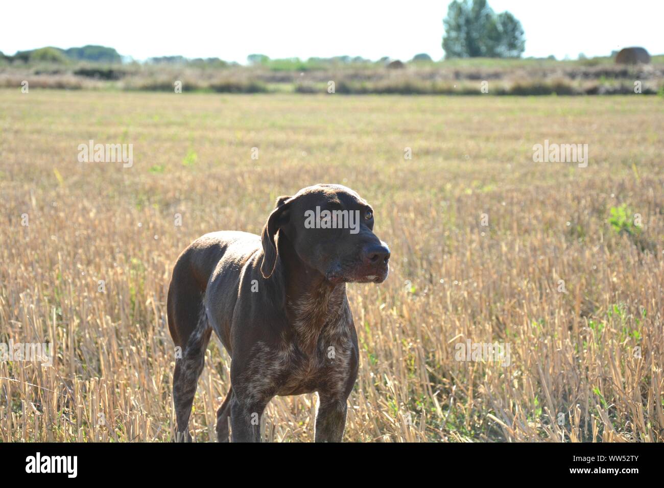 Chien de chasse avec la bouche ouverte et la langue dehors Banque D'Images