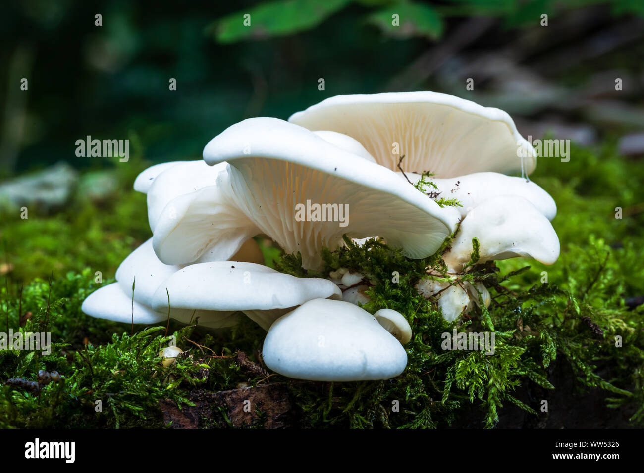 Pleurote Pleurotus ostreatus Banque D'Images