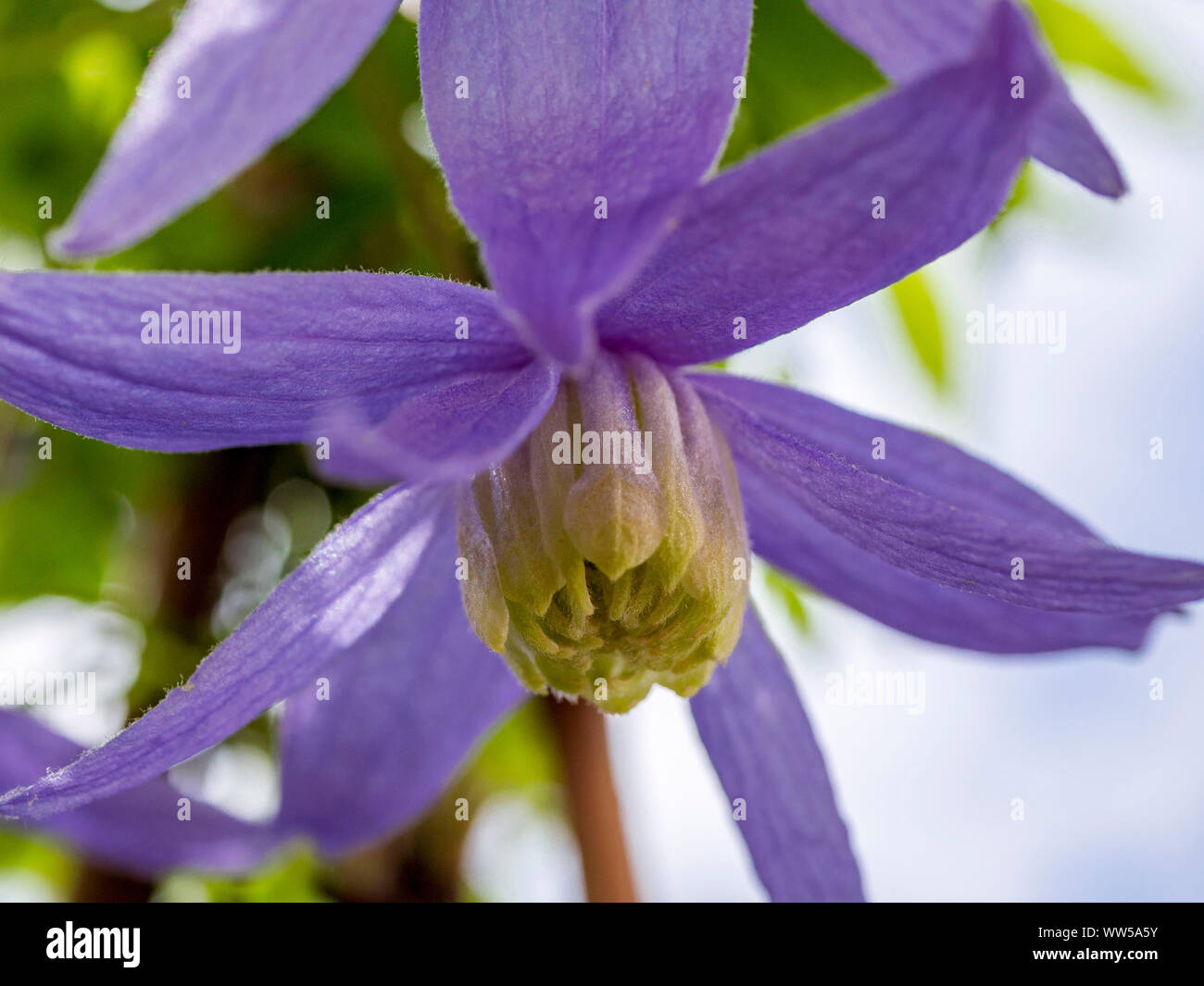 D'une fleur de clématite, famille des plantes crowfoot (Ranunculaceae) Banque D'Images