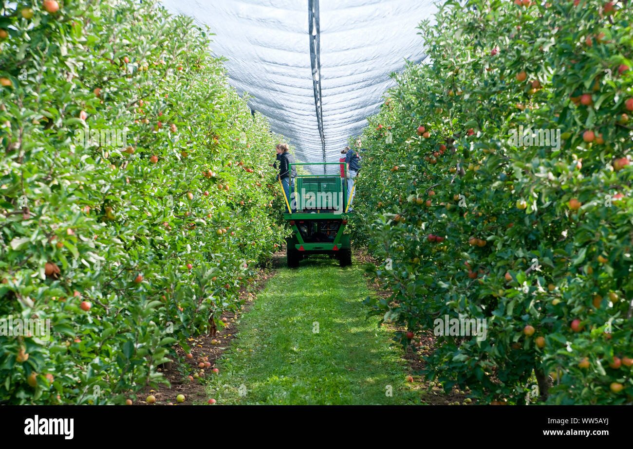 Deux personnes avec la récolte des pommes dans la plantation d'apple Banque D'Images