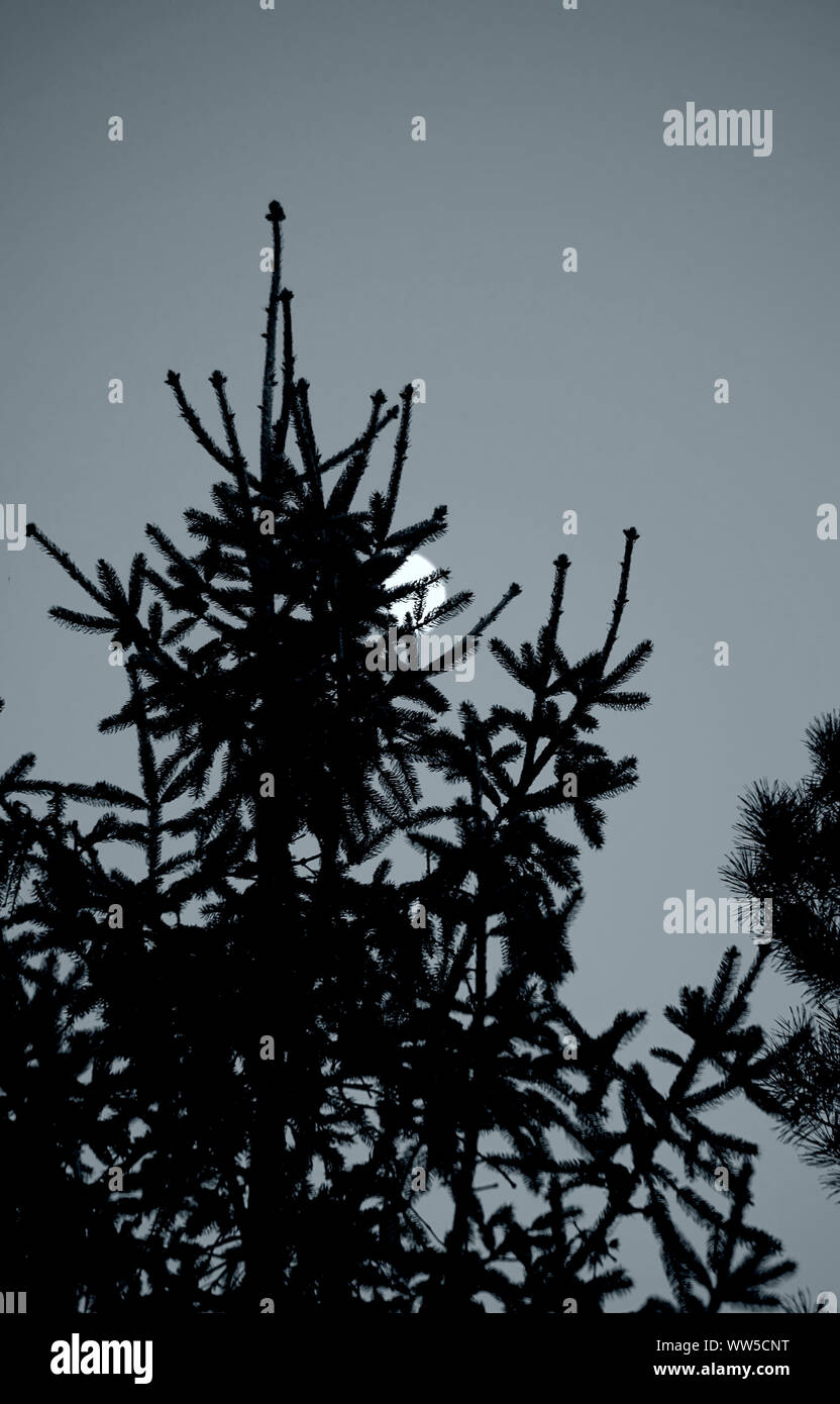 Close-up d'un sapin dans l'obscurité derrière à la pleine lune, Banque D'Images