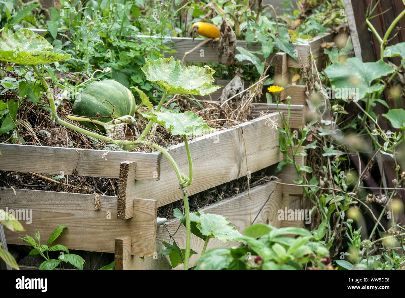 Bac à compost déchets de jardin, feuilles, tiges sèches, restes organiques, citrouille Cucurbita pepo croissance citrouille Banque D'Images