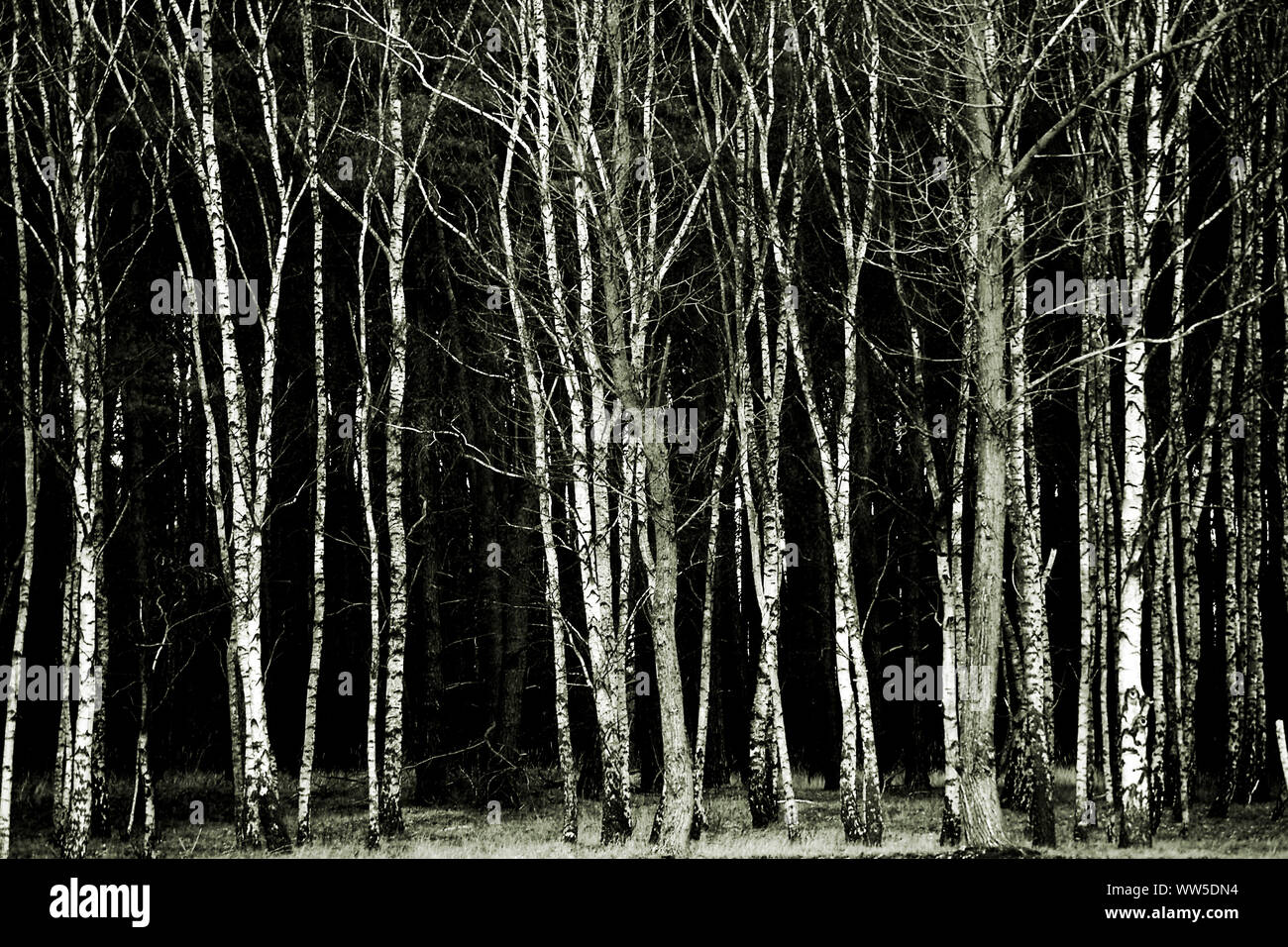 Une rangée de jeunes bouleaux au bord de la forêt d'une sombre forêt de conifères, Banque D'Images