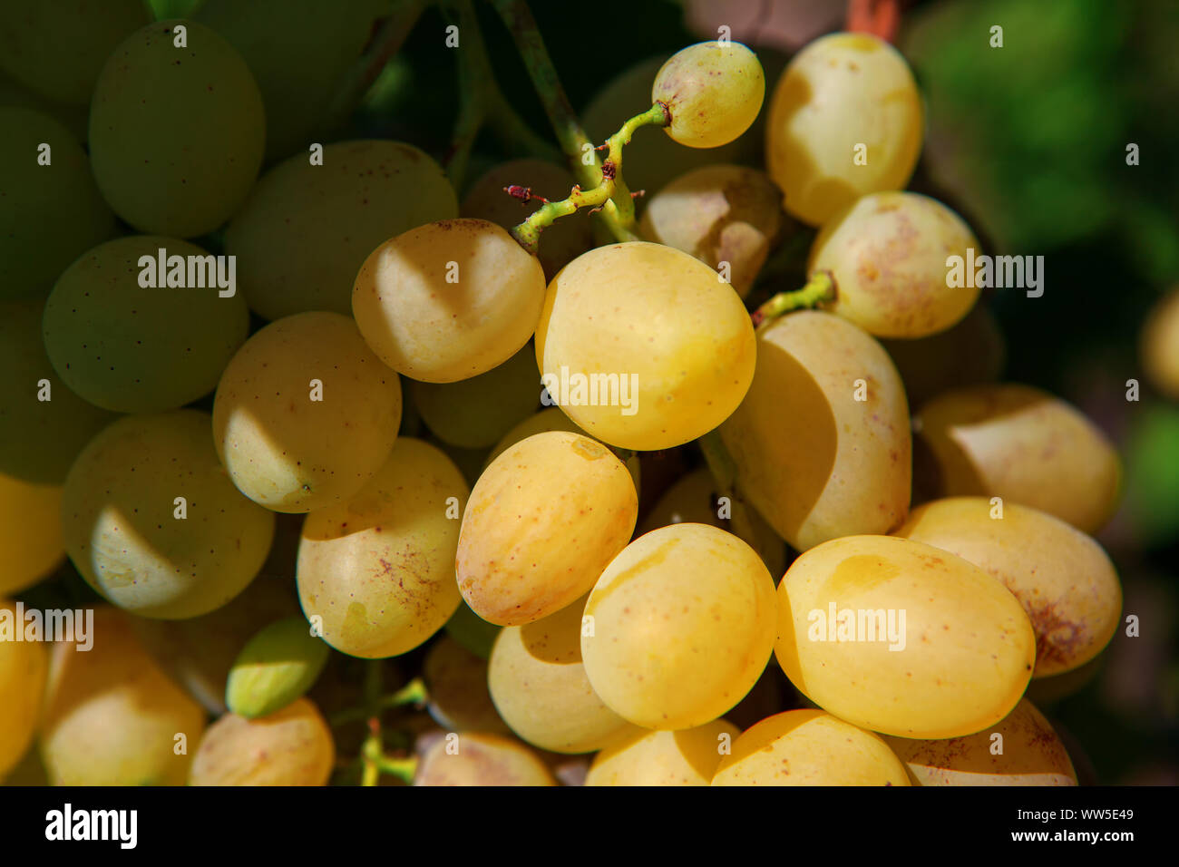 Sweet golden raisins dans le jardin Banque D'Images