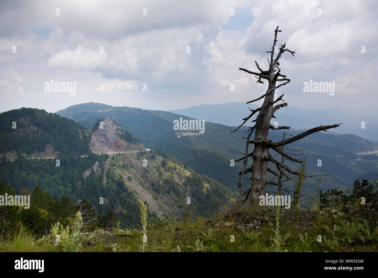 Arbre généalogique ossifiées sur colline avec green paysage de montagne dans l'arrière-plan Banque D'Images
