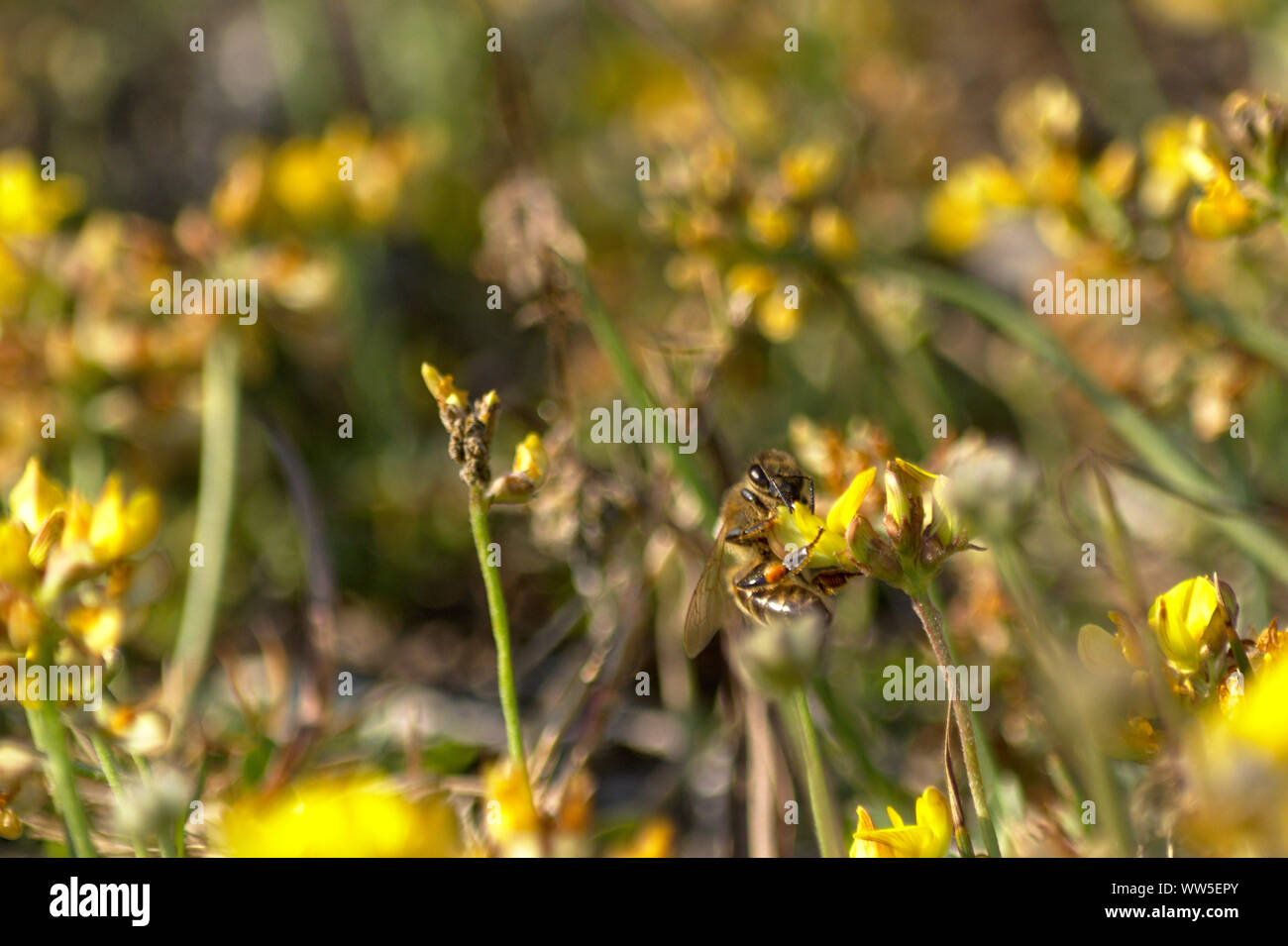 Abeille sur fleur jaune Banque D'Images