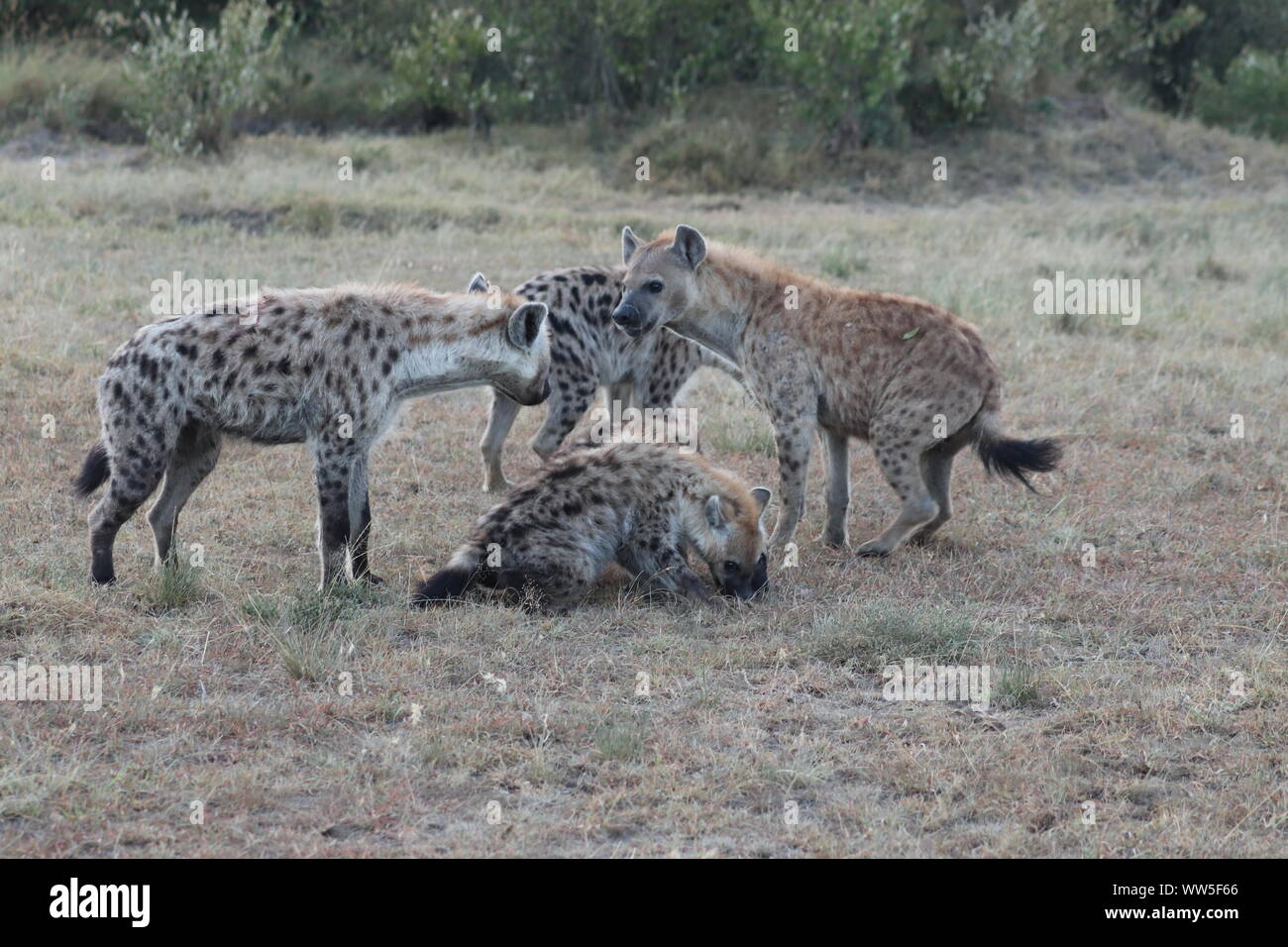 Groupe de hyènes, Parc National de Masai Mara, Kenya. Banque D'Images