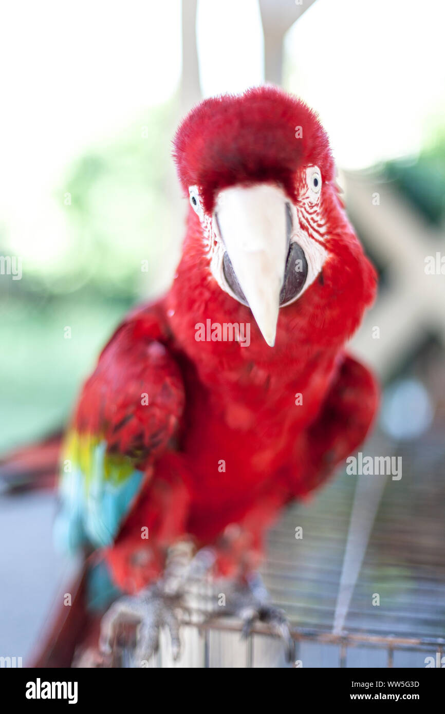 L'ara rouge / vert-winged macaw, Ara chloroptera, close-up, Kauai, Hawaii, USA Banque D'Images