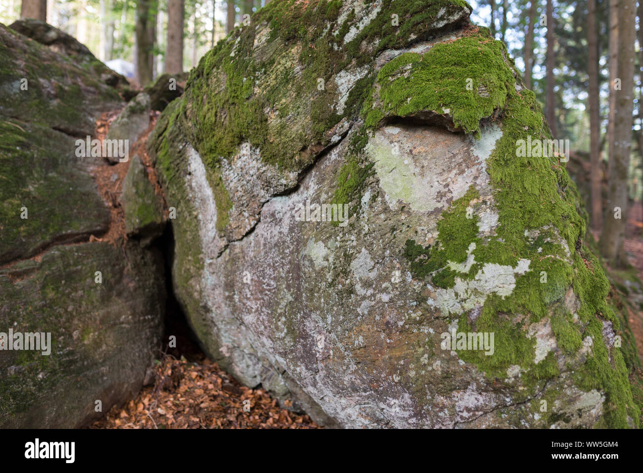 La collecte de roches moss dans "la forêt du parc national Bayerischer Wald', Bavière, Allemagne Banque D'Images