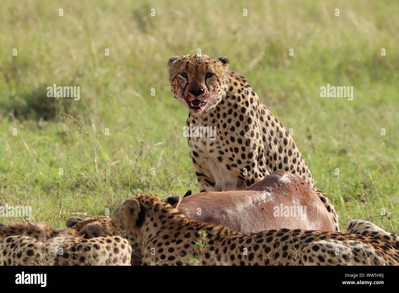 Groupe de guépards se nourrissant d'une carcasse de topi, Parc National de Masai Mara, Kenya. Banque D'Images