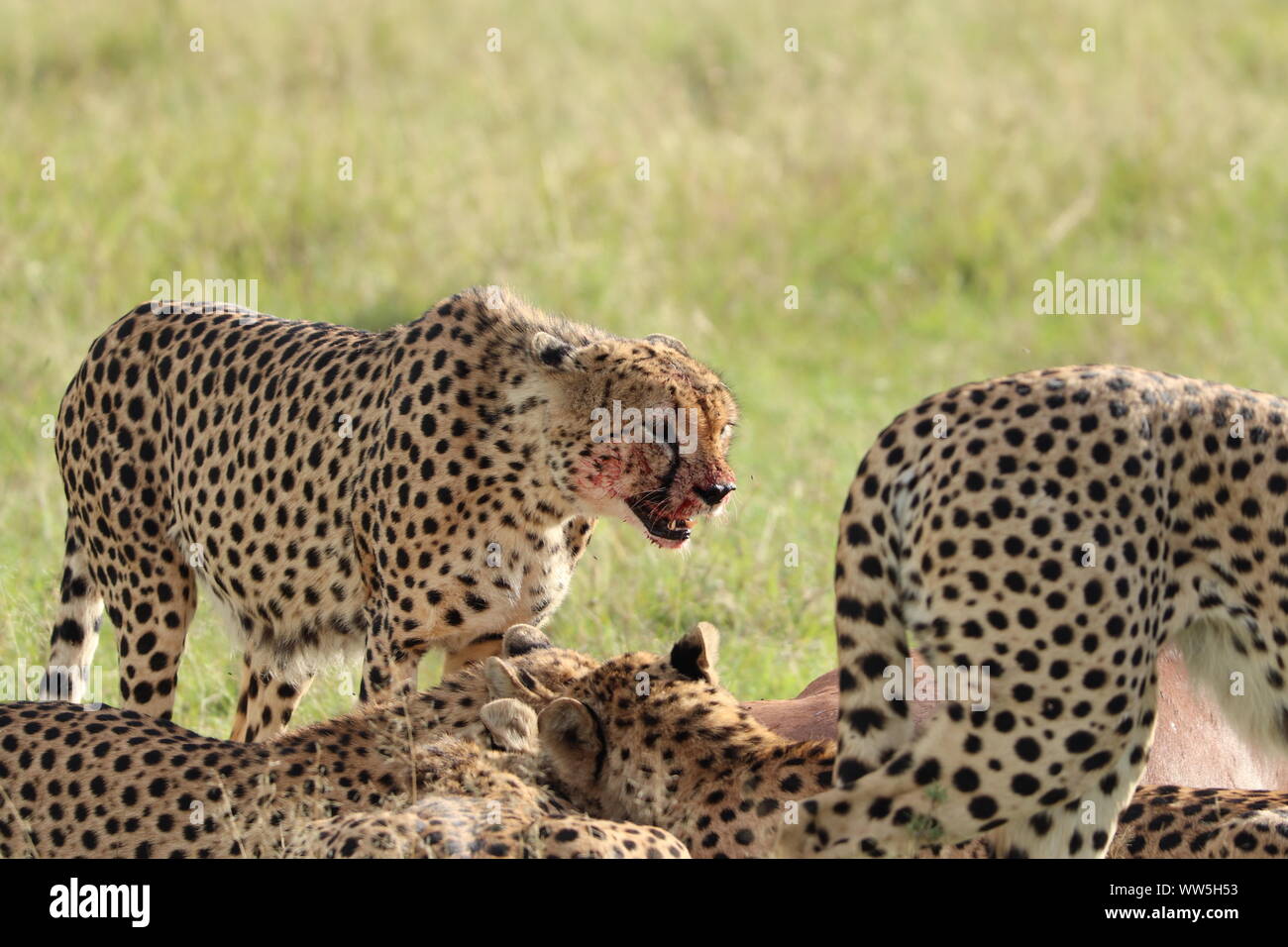 Groupe de guépards se nourrissant d'une carcasse de topi, Parc National de Masai Mara, Kenya. Banque D'Images