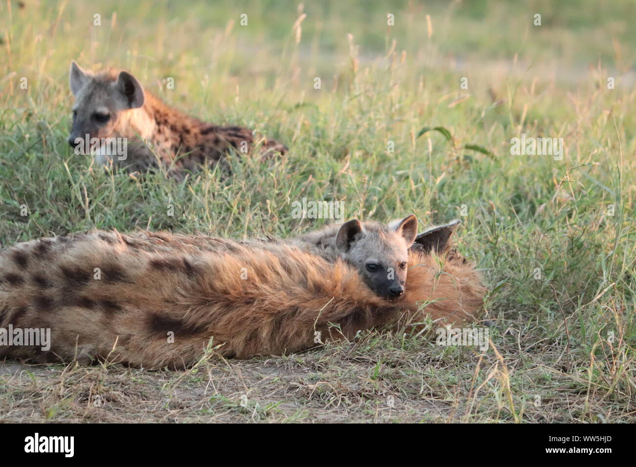 L'hyène tachetée cub reposant sur sa maman, Parc National de Masai Mara, Kenya. Banque D'Images