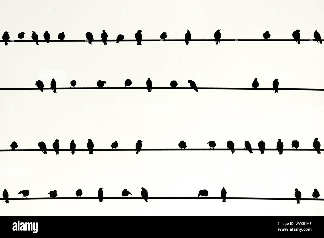 La photographie d'oiseaux assis dans une rangée sur les conduites électriques, Banque D'Images