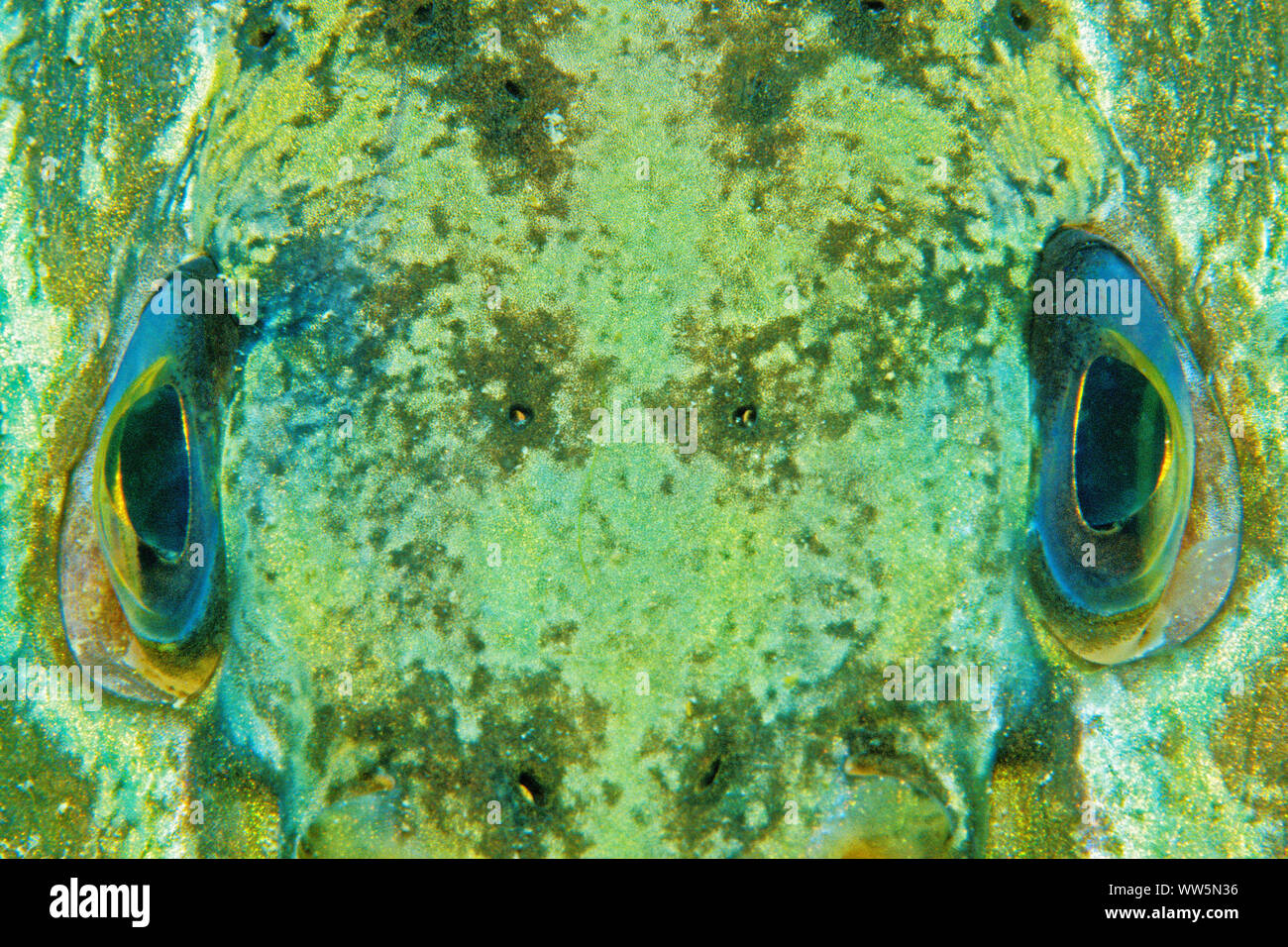 Le brochet, Esox lucius, Close up, détail, yeux, Bade-Wurtemberg, Allemagne, Banque D'Images
