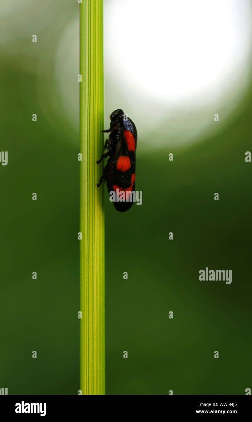 La macro photographie d'un noir et rouge, froghopper Cercopis vulnerata, sur un brin d'herbe, Banque D'Images