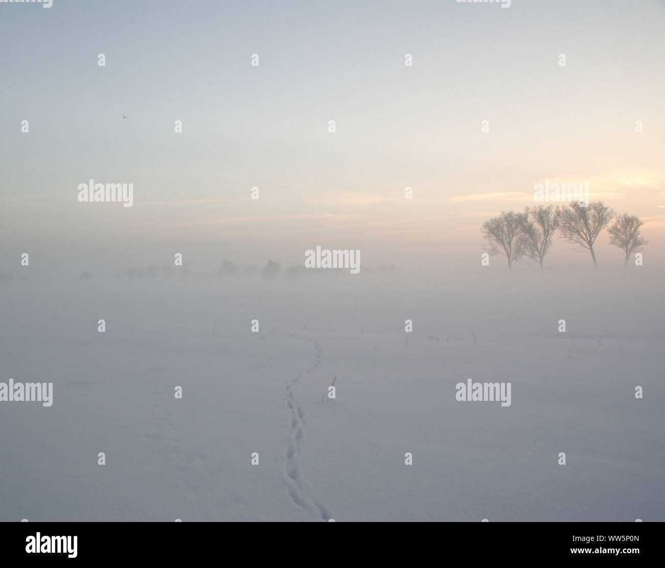 Brouillard d'hiver dans la réserve de conservation de la nature, la neige, Elbtalaue les voies d'une poussette, Banque D'Images