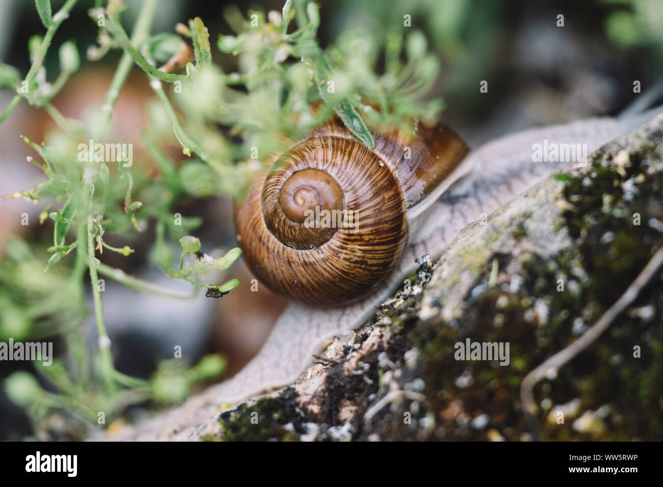 Escargots - escargots après la pluie à la recherche de nourriture, Banque D'Images