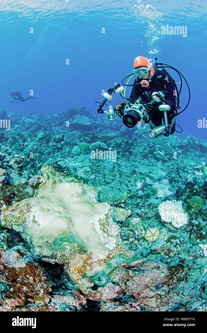 Le changement climatique, plongeur, le blanchiment du corail, l'Océan Pacifique Banque D'Images