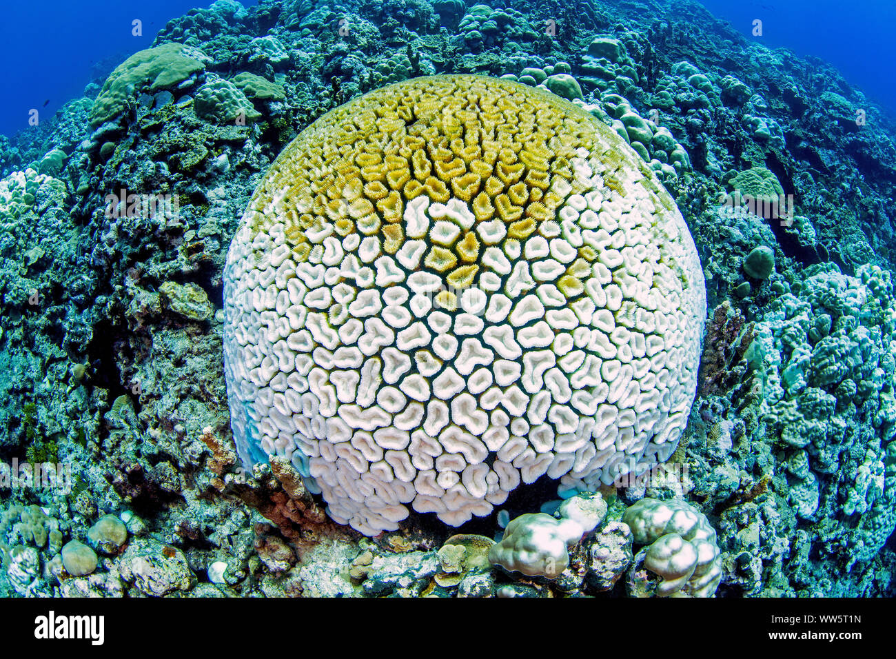 Le changement climatique, le blanchiment du corail, l'Océan Pacifique Banque D'Images