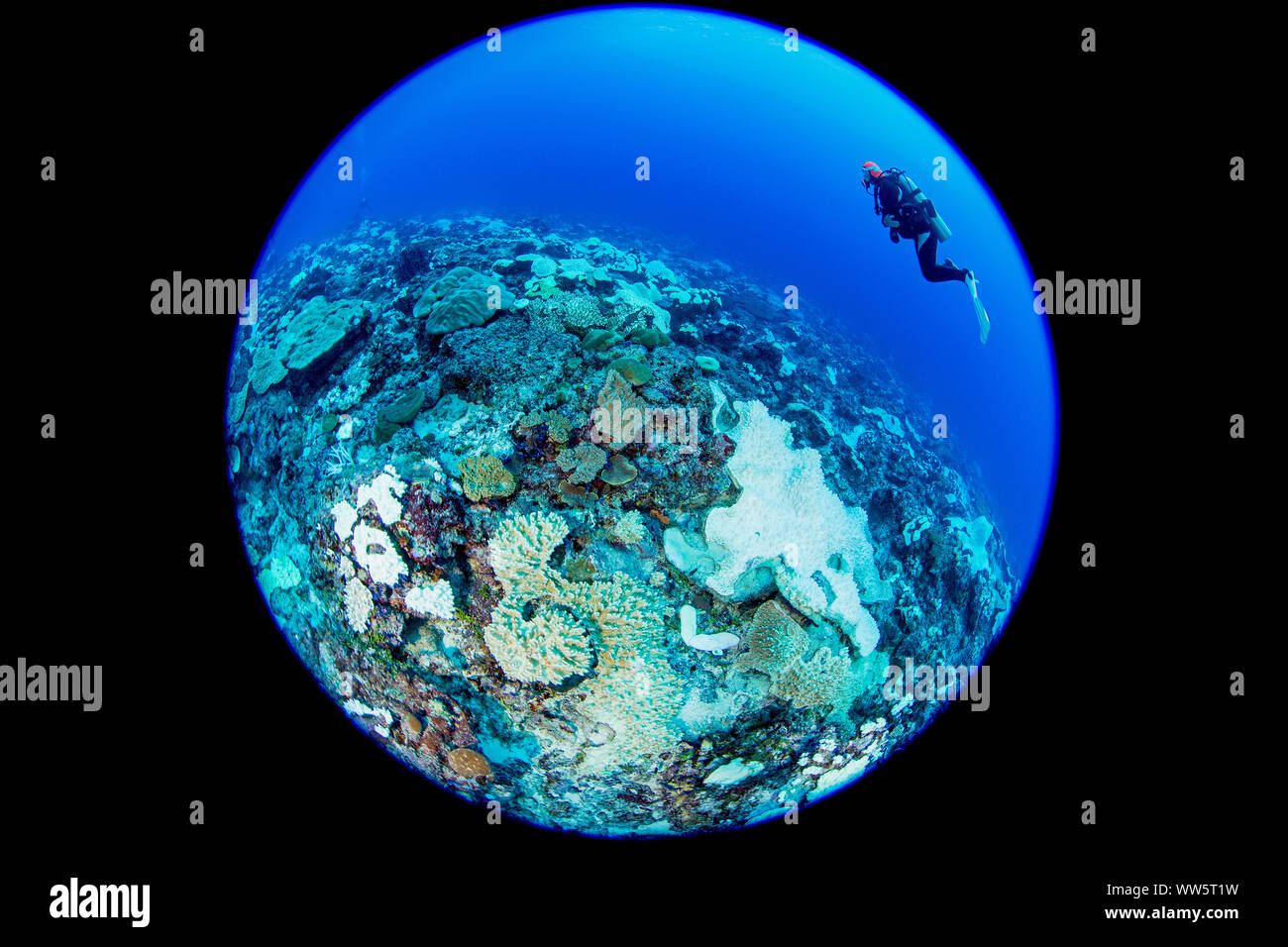 Le changement climatique, paysage sous-marin, le blanchiment du corail, l'Océan Pacifique Banque D'Images
