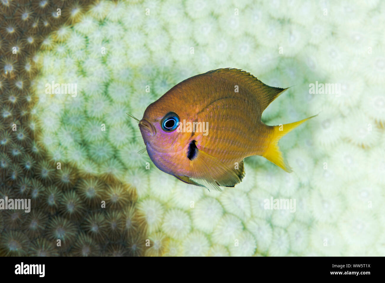 Le changement climatique, de petits poissons, des coraux, de l'Océan Pacifique Banque D'Images