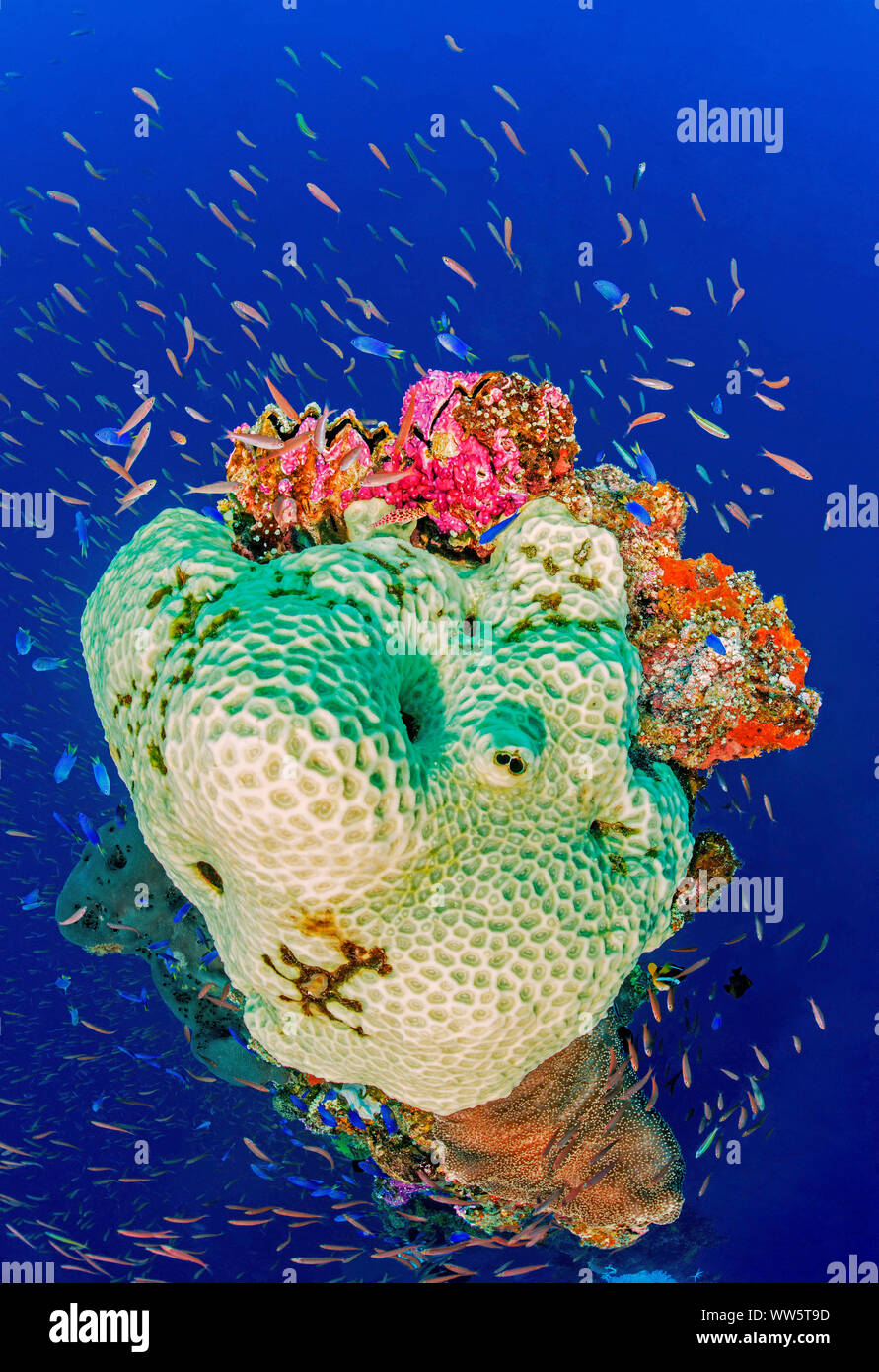 Le changement climatique, le blanchiment du corail, l'Océan Pacifique Banque D'Images