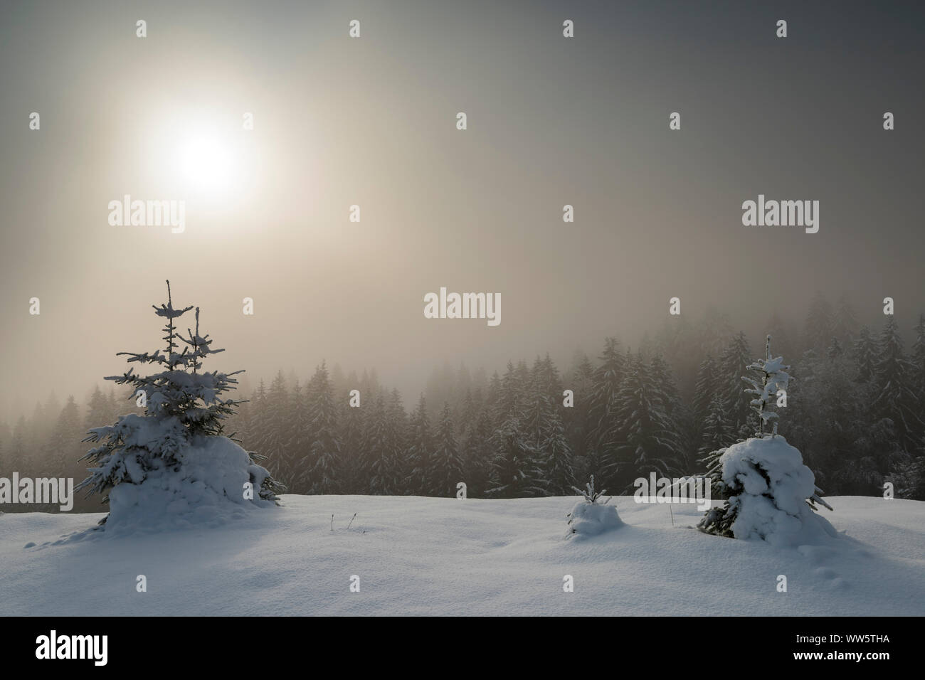 En hiver, le brouillard lever du soleil paysage alpin. En premier plan, arbres en arrière-plan de la forêt de conifères couverts de neige et le soleil se levant dans le brouillard. Banque D'Images