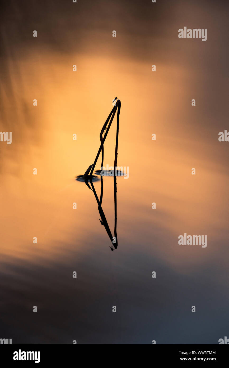 Silhouette d'une tige de roseau dans l'eau d'un petit lac au coucher du soleil. Petit jour vole à l'aide de la manette pour une pause... Banque D'Images