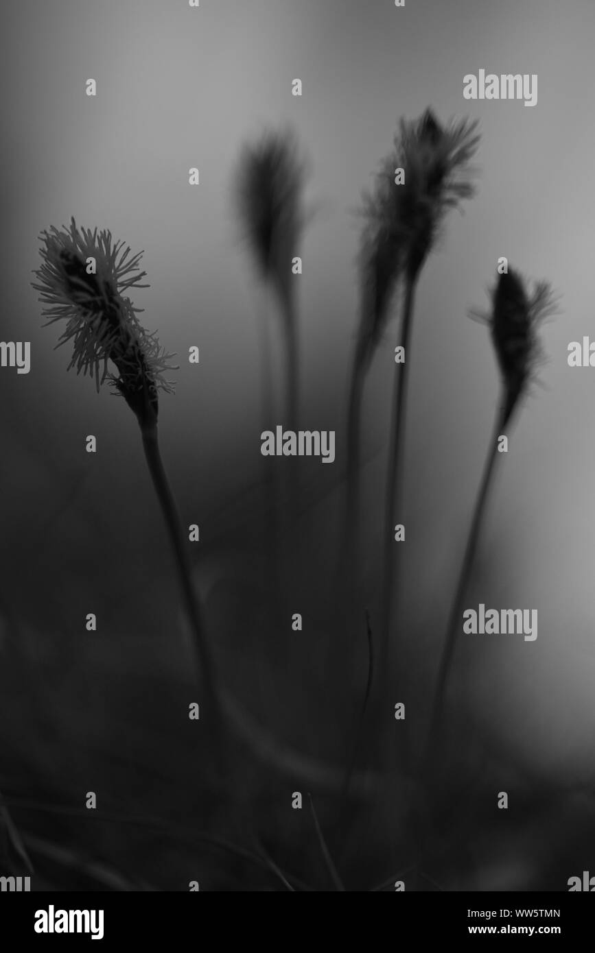 Plantain des Alpes (Plantago alpina) comme une image en noir et blanc Banque D'Images