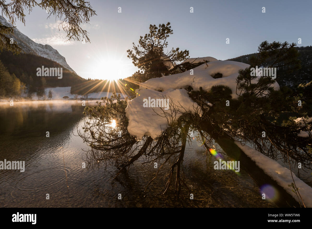 Situation de contre-jour du soleil couchant avec de forts rayons de soleil et reflet dans l'eau d'un petit lac de montagne alpine. Au premier plan un arbre couvert de neige. Banque D'Images