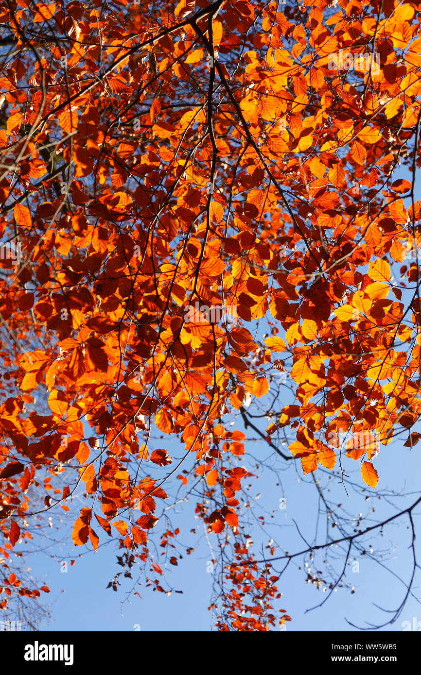 Feuilles de hêtre de couleur rouge sur les branches, Bremen, Germany, Europe Banque D'Images