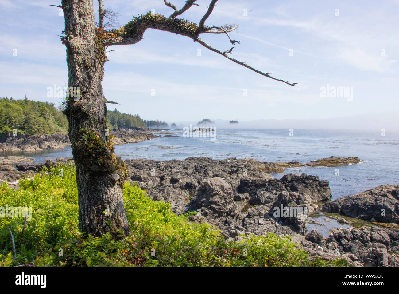 Mer, rocher, arbre recadrée au phare de Amphitrite Point, Ucluelet, île de Vancouver, Colombie-Britannique, Canada Banque D'Images