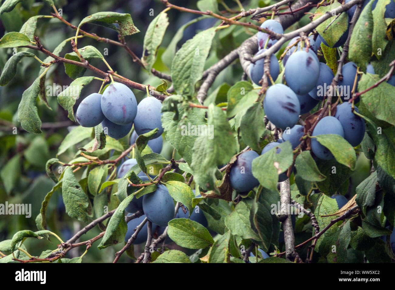 Prunus domestica, fruits sur des rameaux Banque D'Images