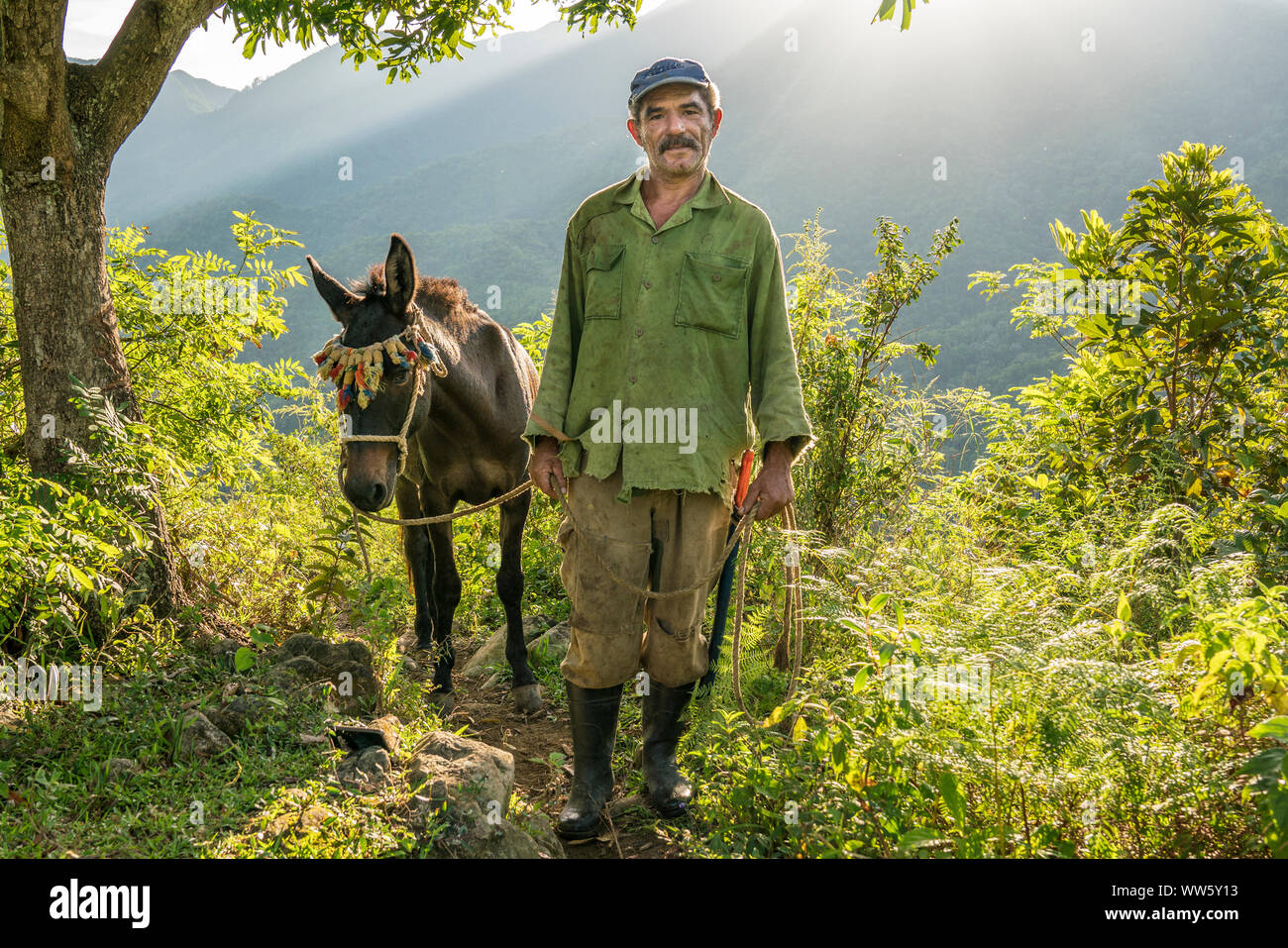 Un fermier debout dans le soleil du matin, il dirige son mulet pour travailler, paysage dans les montagnes de la Sierra Maestra Banque D'Images