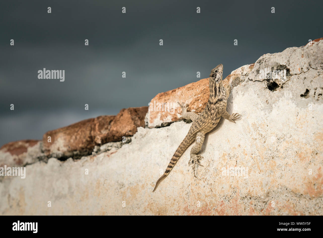 Le lézard curly nord (Leiocephalus carinatus labrossytus) sur un mur, Banque D'Images