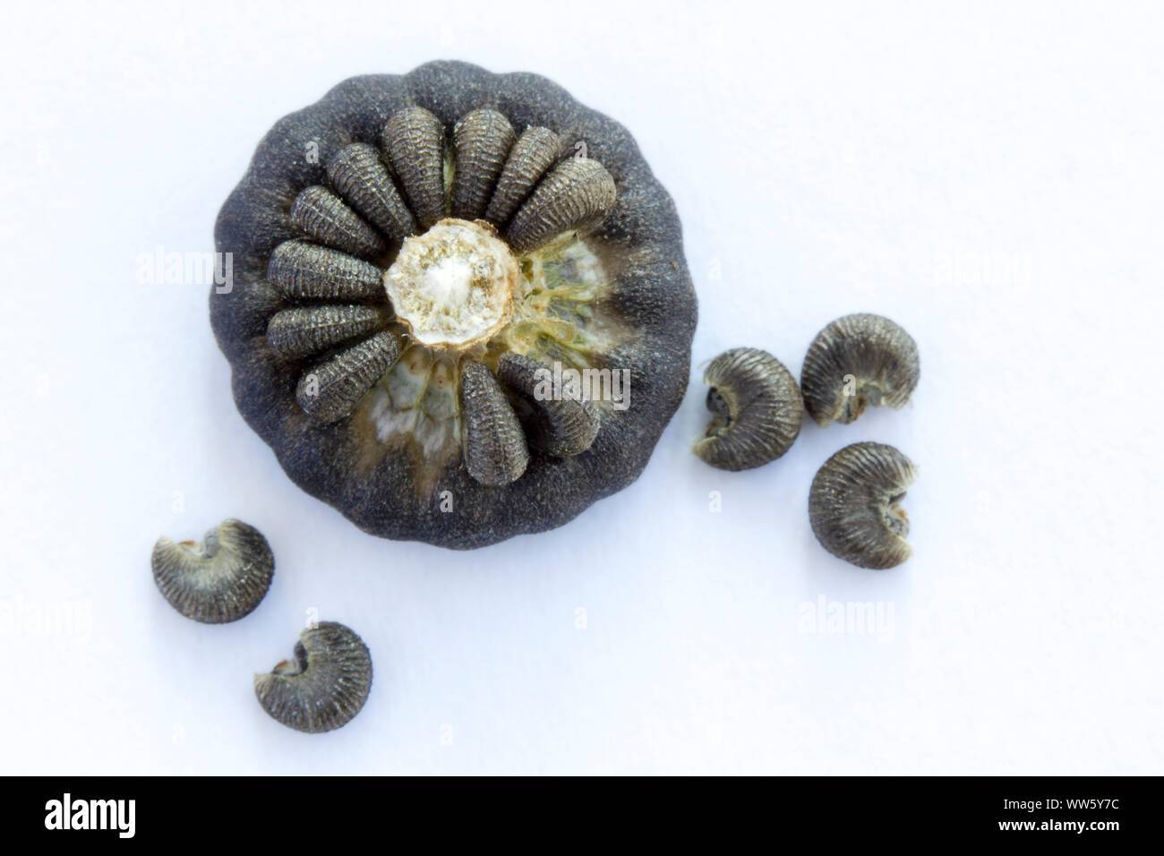 Lavatera. Les coupelles de semences. Graines exposées in situ. Banque D'Images