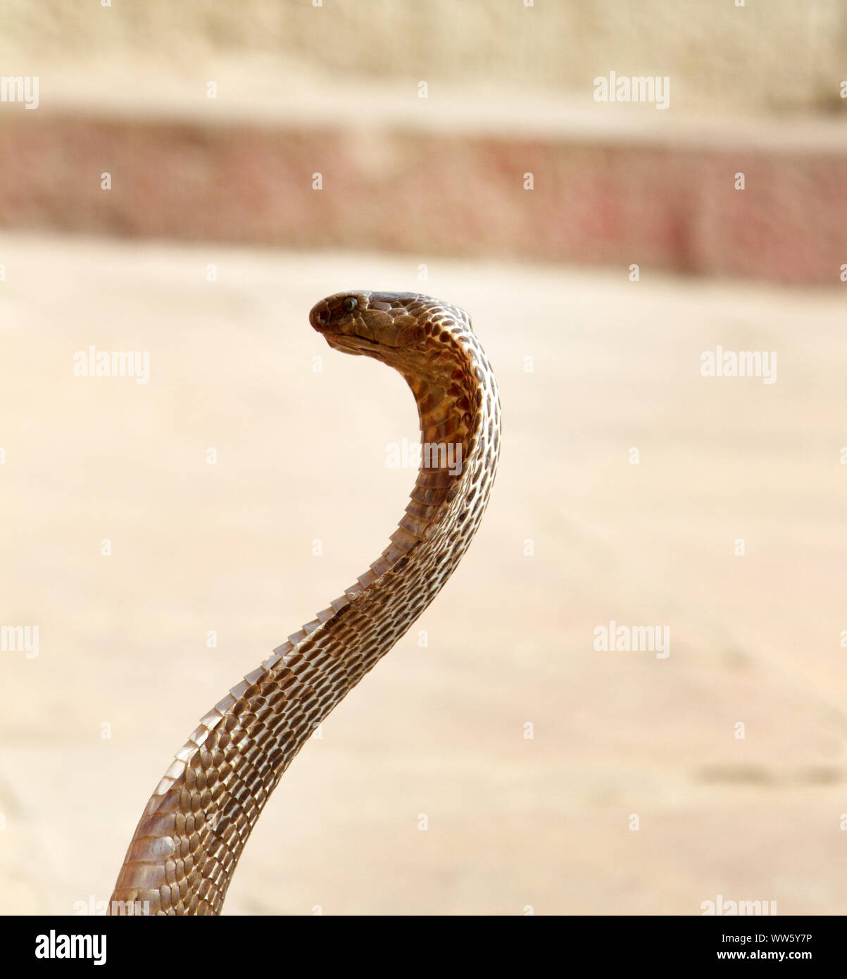 Dernière Charmeur de serpent (bede, geek) de Bénarès avec Hamandryad (Cobra indien, Naja naja). Profession devient extrêmement rares en raison de l'interdiction de l'état, disapp Banque D'Images