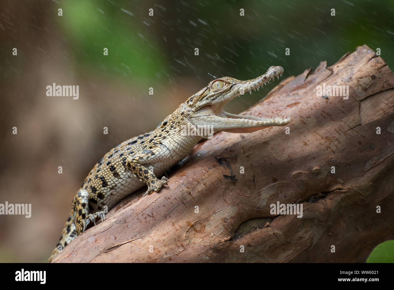 Crocodile d'eau salée sur un journal, en Indonésie Banque D'Images