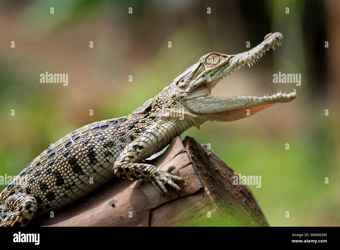 Crocodile d'eau salée sur un journal, en Indonésie Banque D'Images