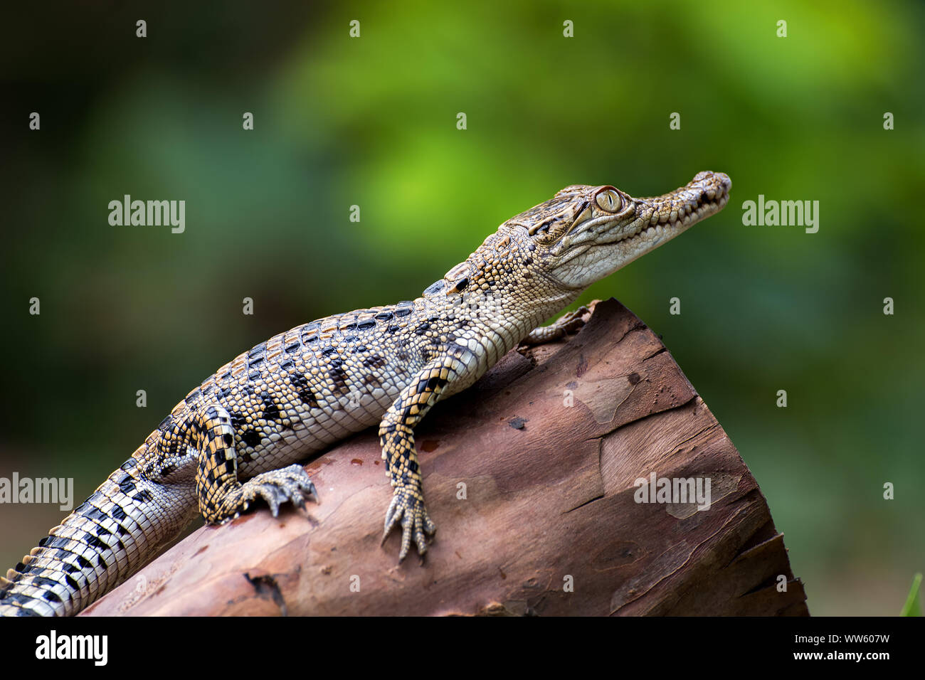 Crocodile d'eau salée sur un journal, en Indonésie Banque D'Images