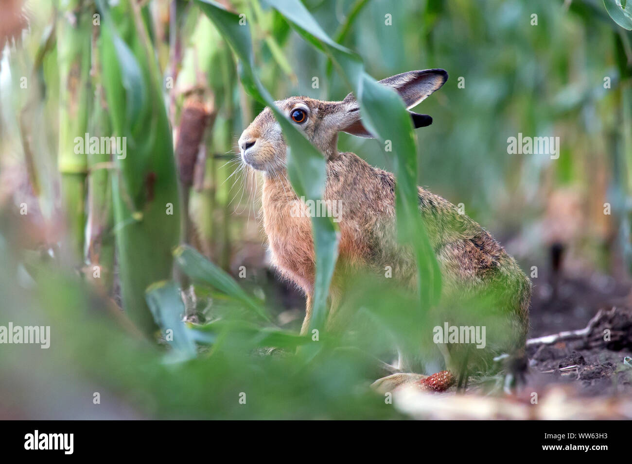 Hare dans le maïs Banque D'Images