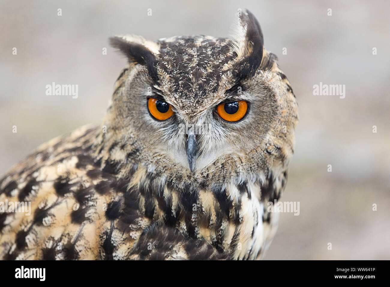 Grand-duc, portrait, la fauconnerie près de Düsseldorf, Rhénanie du Nord-Westphalie, Allemagne, Bubo bubo Banque D'Images