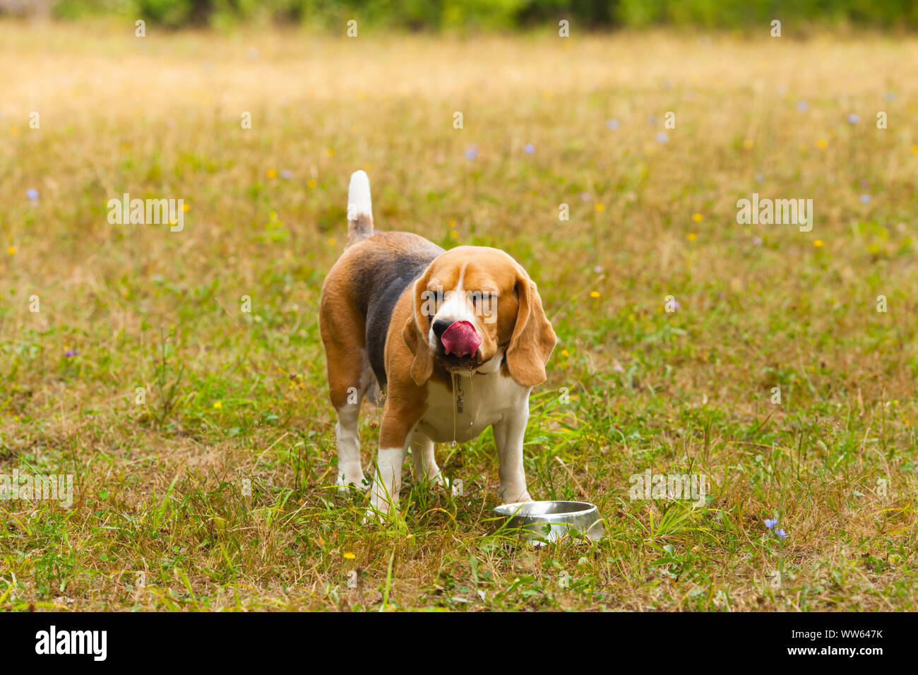 Beagle mignon chien jouant sur l'herbe et boire de l'eau de la cuvette Banque D'Images