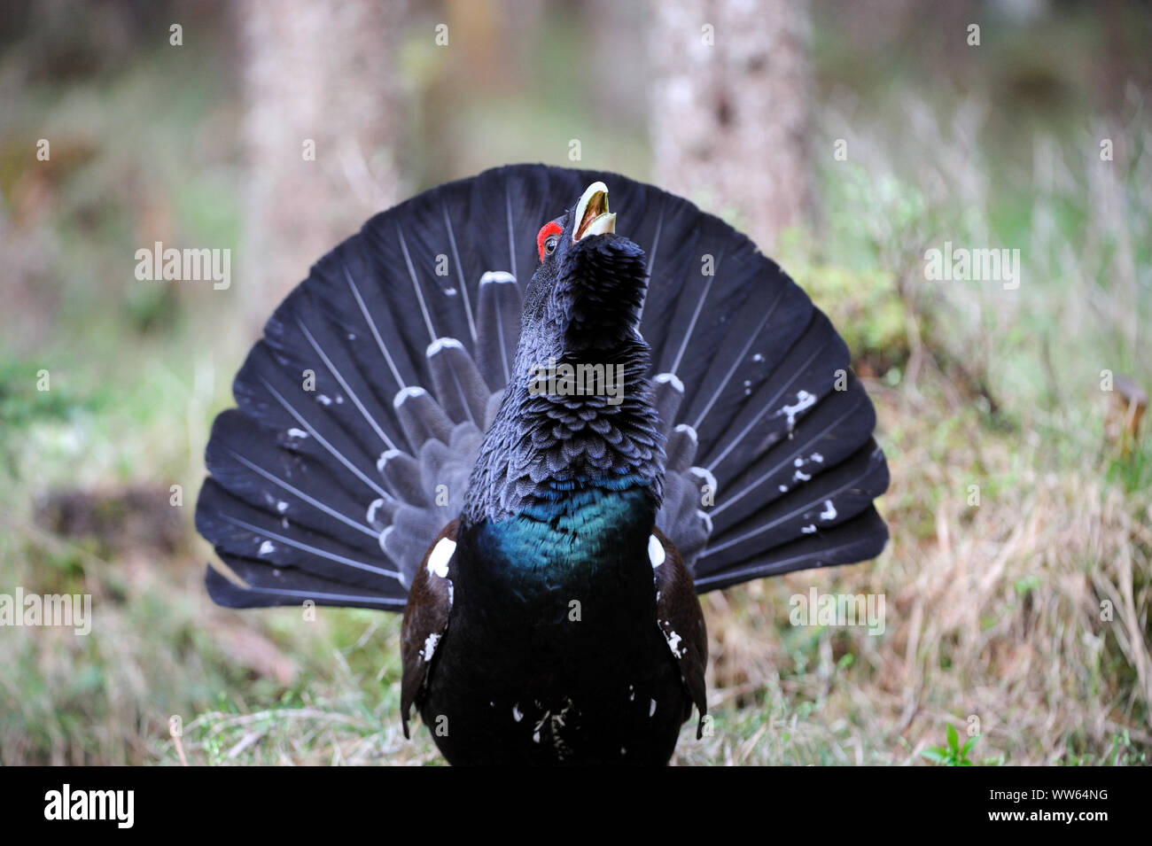 Les grands tétras dans la forêt d'effectuer la parade nuptiale, Tetrao urogallus Banque D'Images