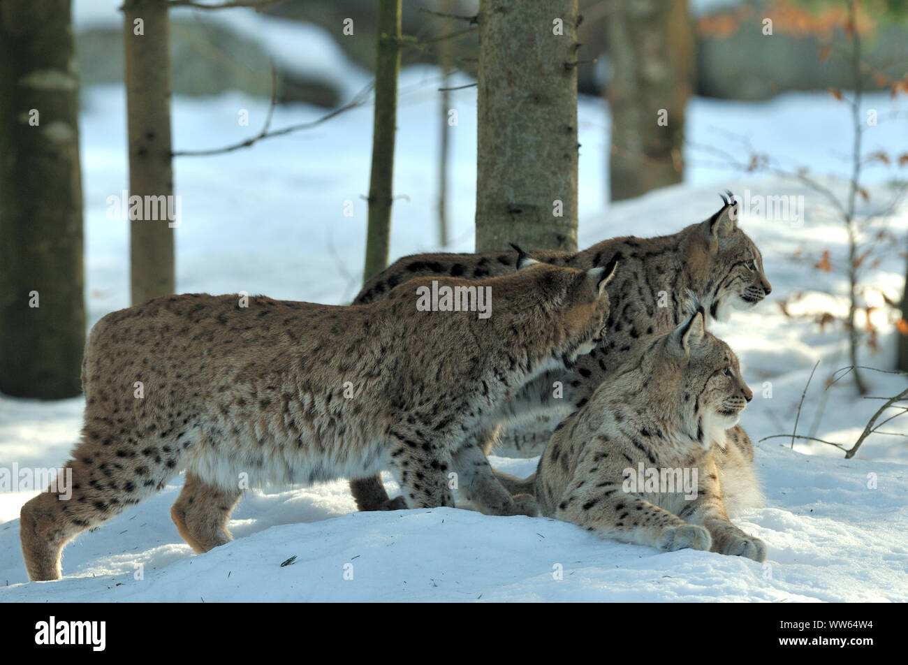 Les lynx eurasien dans la neige, Lynx lynx Banque D'Images